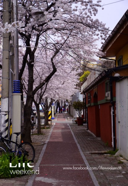 sakura-korea44