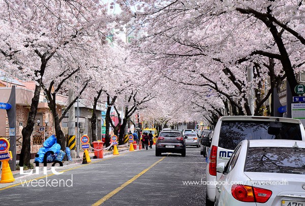 sakura_korea06